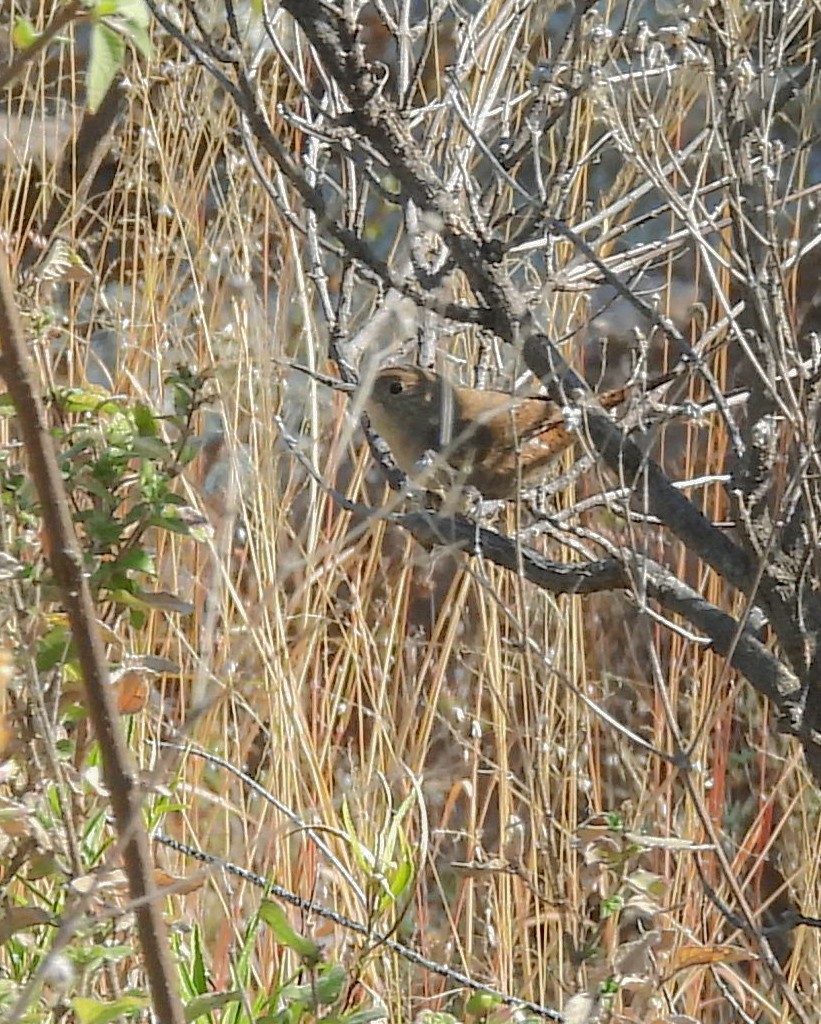 Northern House Wren - ML647522946