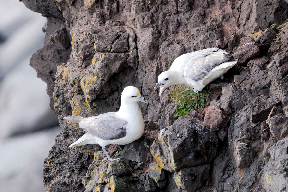 Northern Fulmar - ML647522962