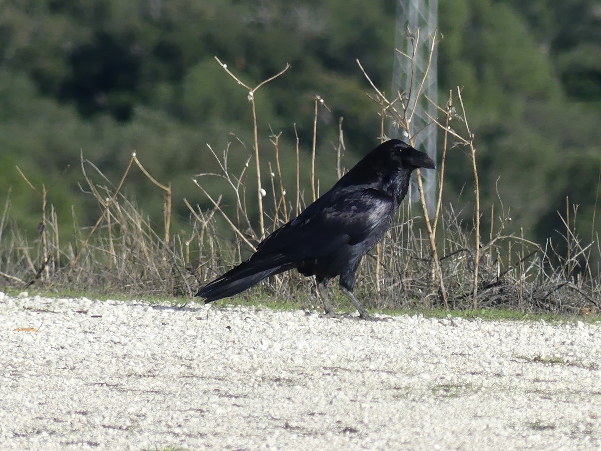 עורב שחור - ML647522979