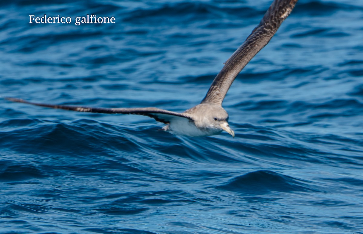 Cory's Shearwater - ML647522984