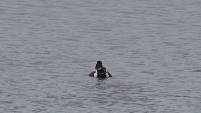 Ahate mokozabal zuria - ML647522985