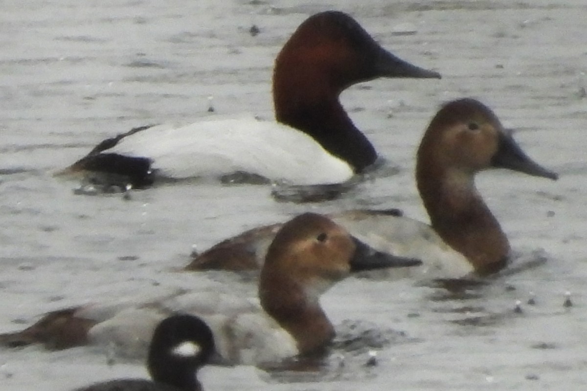 Murgilari bizkarzuria - ML647522987