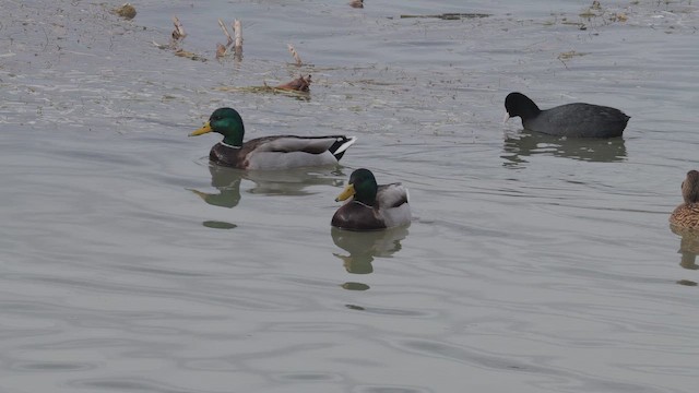 Basahatea - ML647522995