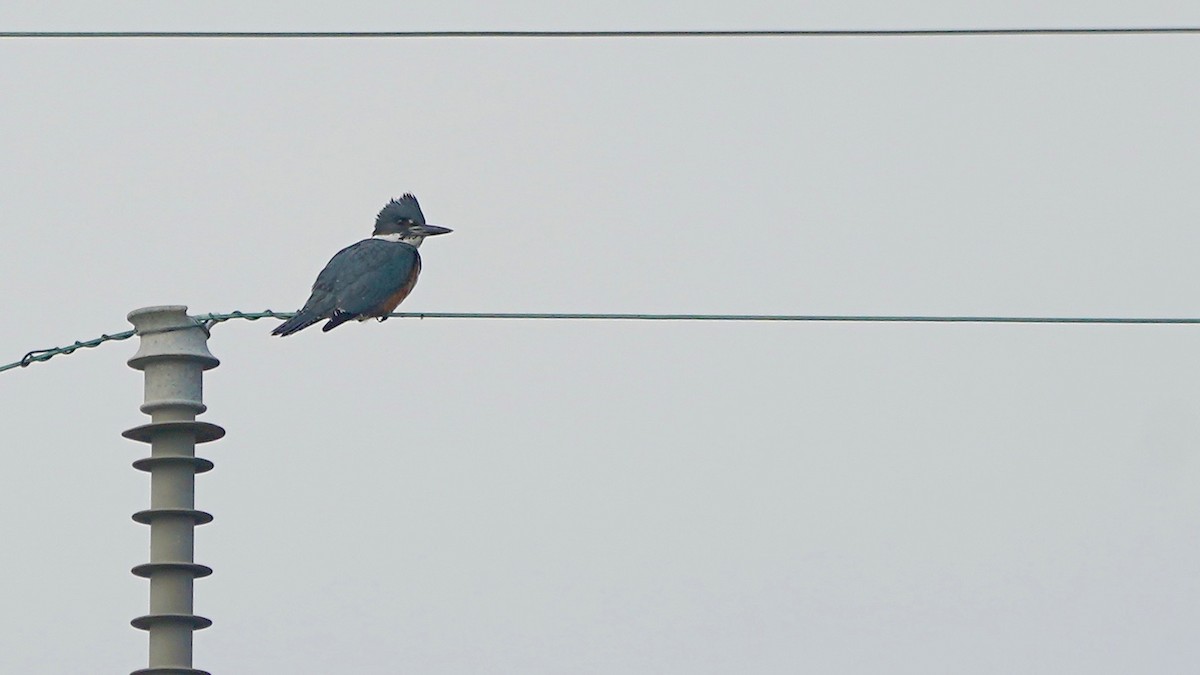 שלדג אמריקני - ML647523014