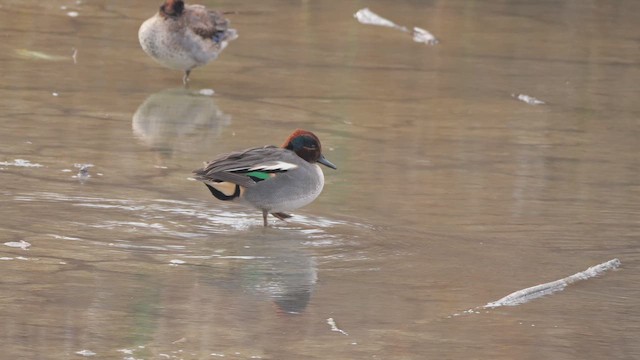 Zertzeta arrunta - ML647523021