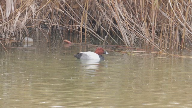 Murgilari arrunta - ML647523029