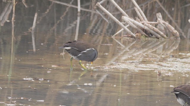 Uroilo arrunta - ML647523040