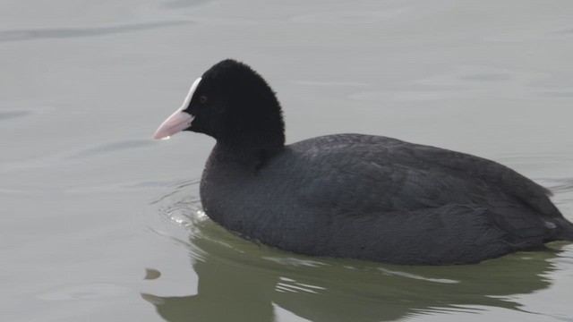 Kopetazuri arrunta - ML647523050