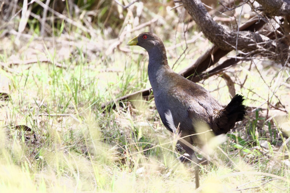 slípka tasmánská - ML647523060