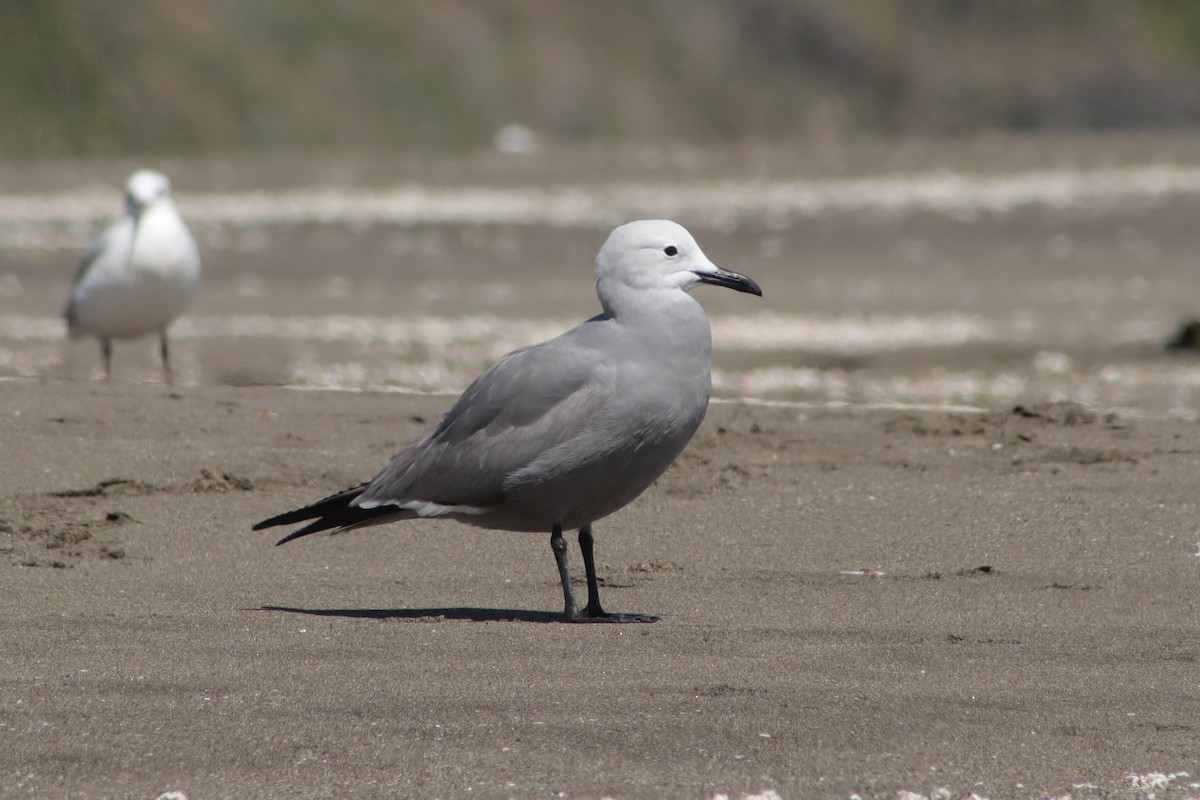 ハイイロカモメ - ML647523061