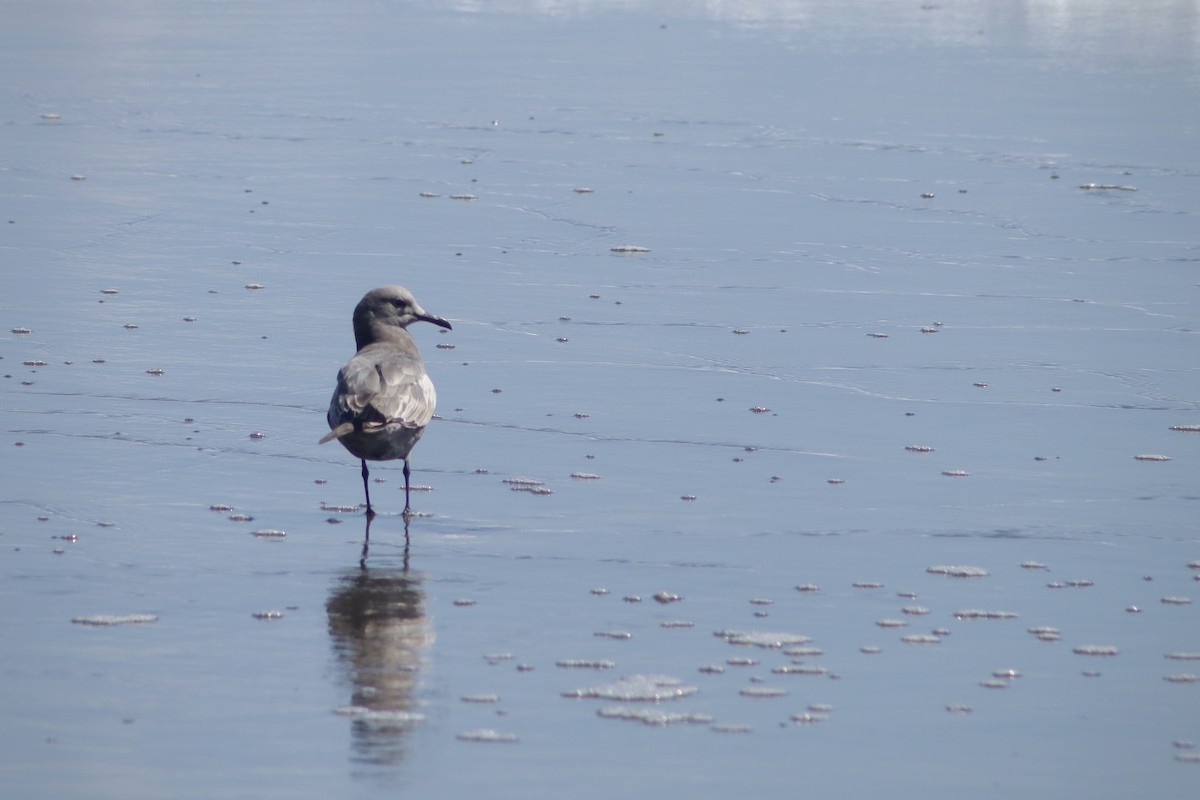 ハイイロカモメ - ML647523062