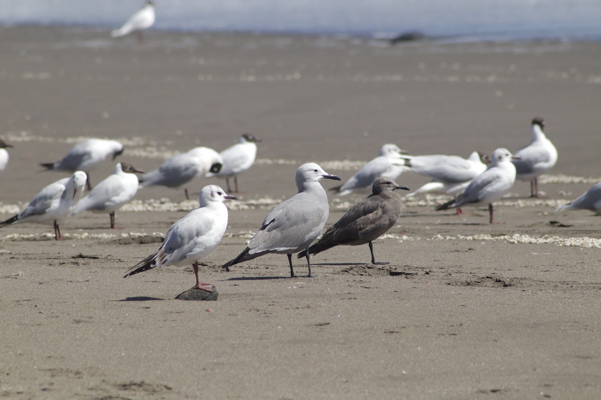 ハイイロカモメ - ML647523063