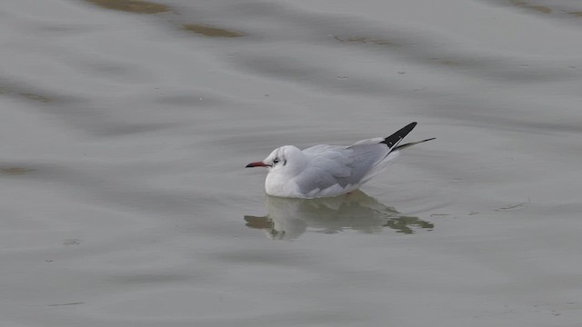 Antxeta mokogorria - ML647523068