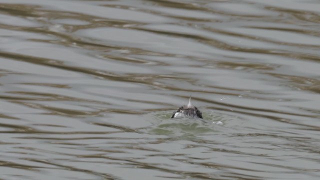 Txilinporta txikia - ML647523081