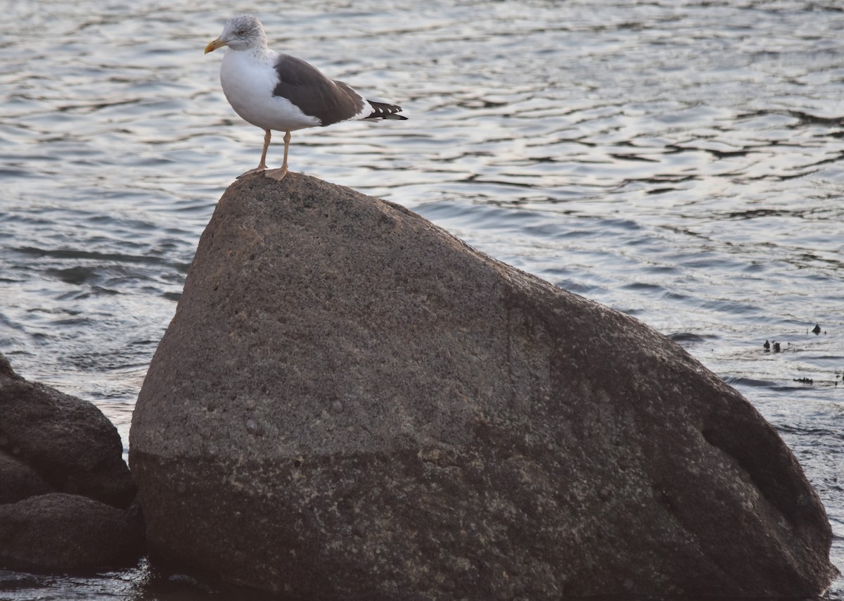 ニシセグロカモメ - ML647523098