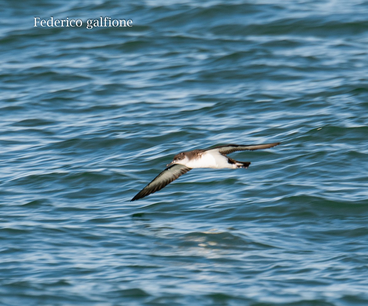 buřňák severní - ML647523099