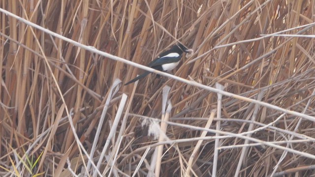 Mika arrunta - ML647523113