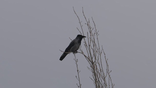 Bele txanoduna - ML647523116