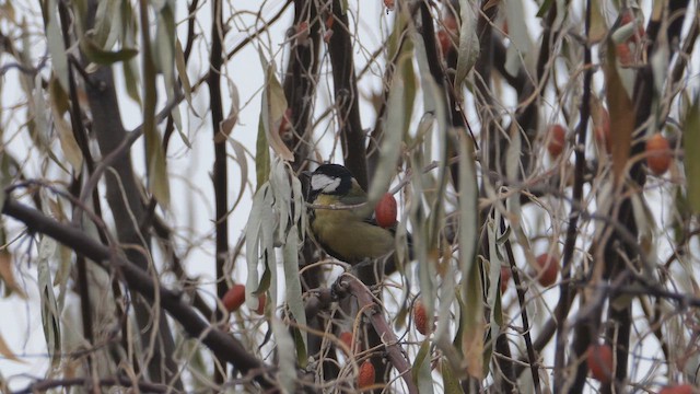 Kaskabeltz handia - ML647523118