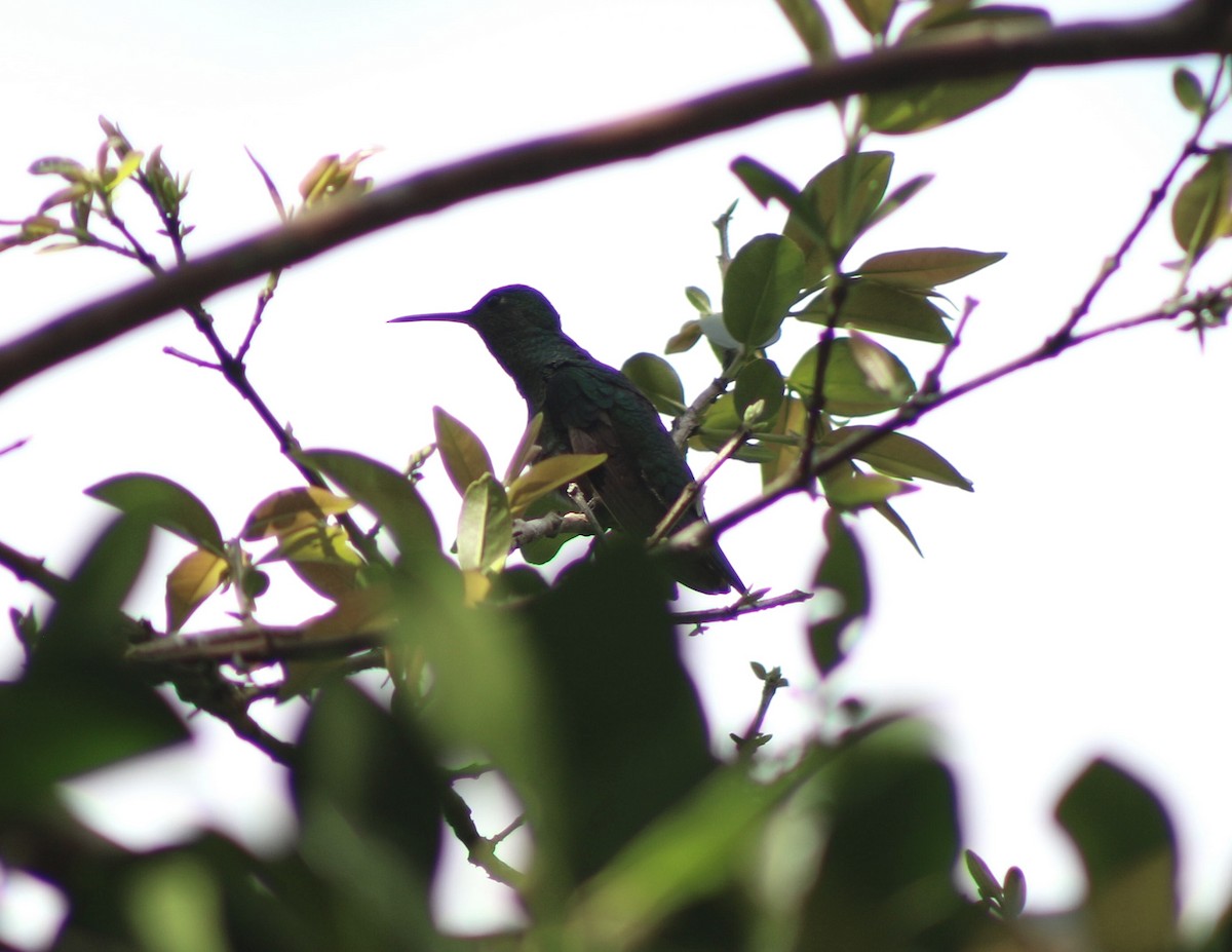 Scaly-breasted Hummingbird - ML647523145