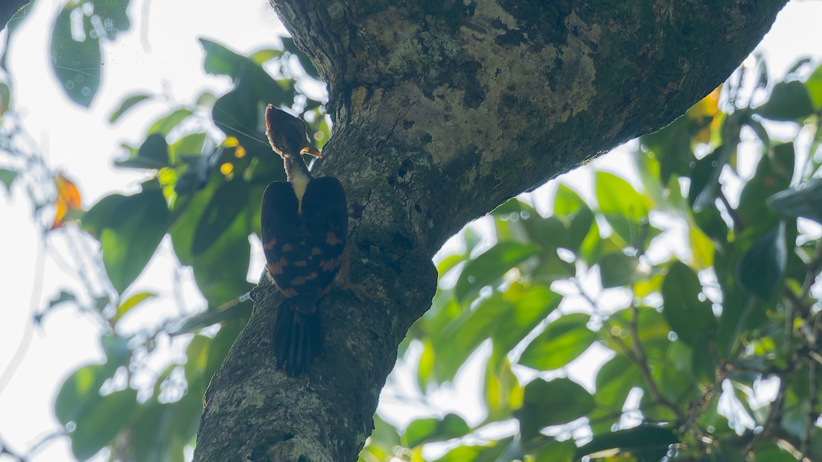 Orange-backed Woodpecker - ML647523153