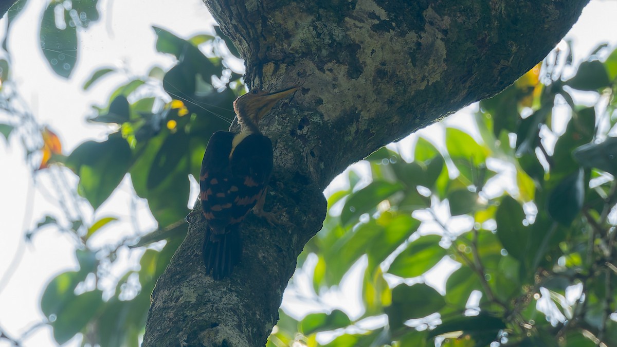 Orange-backed Woodpecker - ML647523154