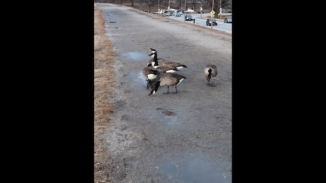 Branta kanadar handia - ML647523160