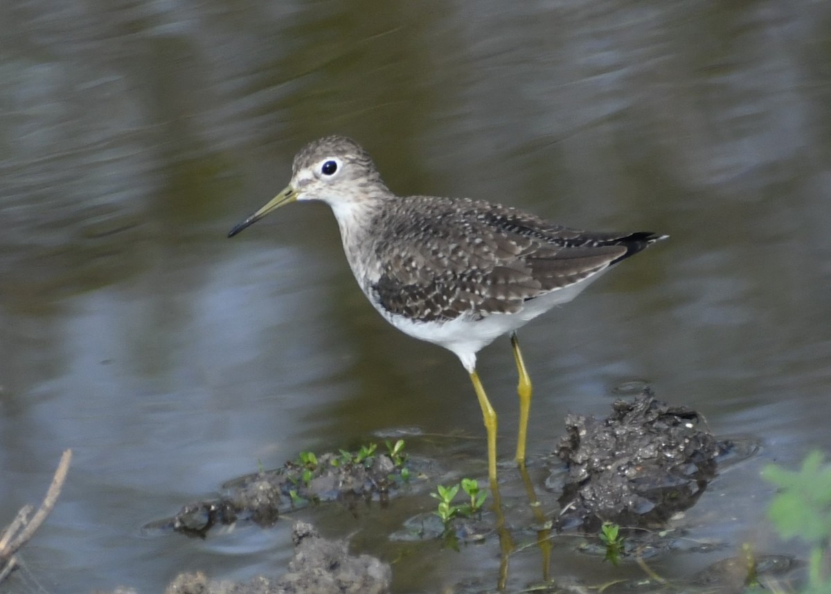 Solitary Sandpiper - ML647523161