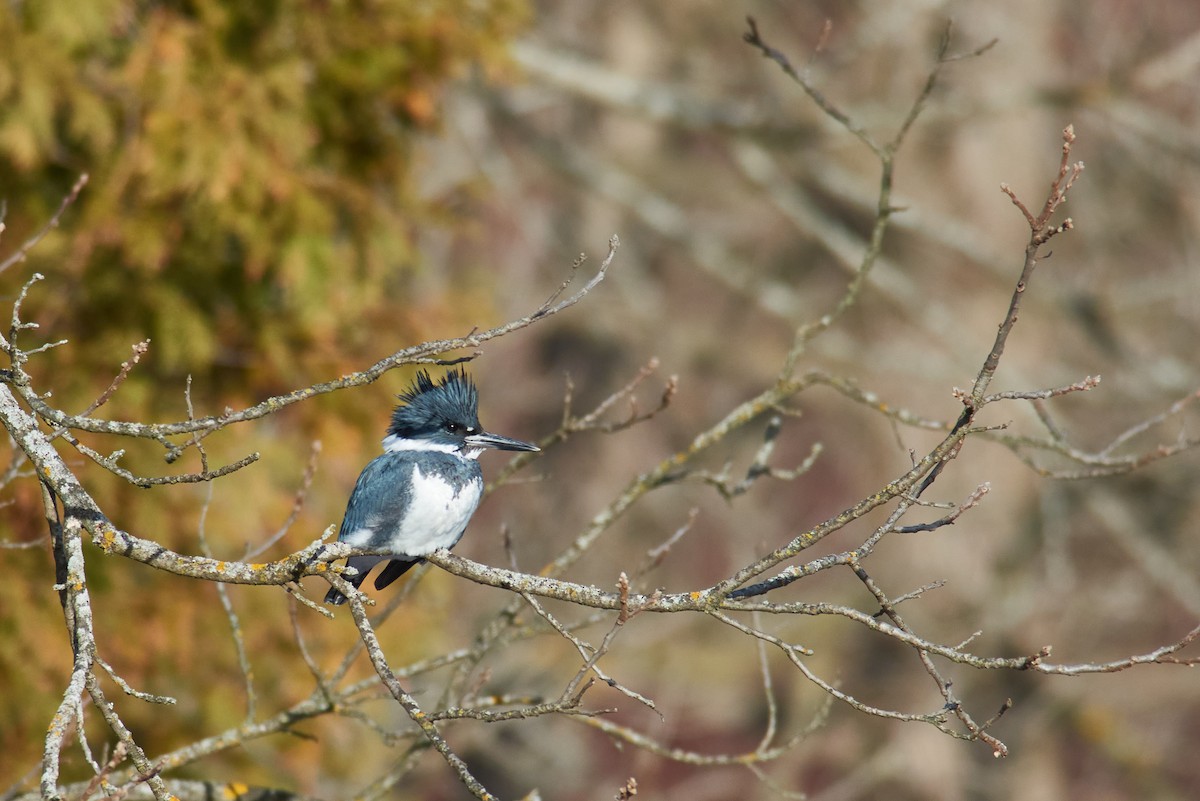 שלדג אמריקני - ML647523175