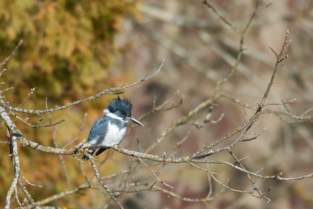 שלדג אמריקני - ML647523176