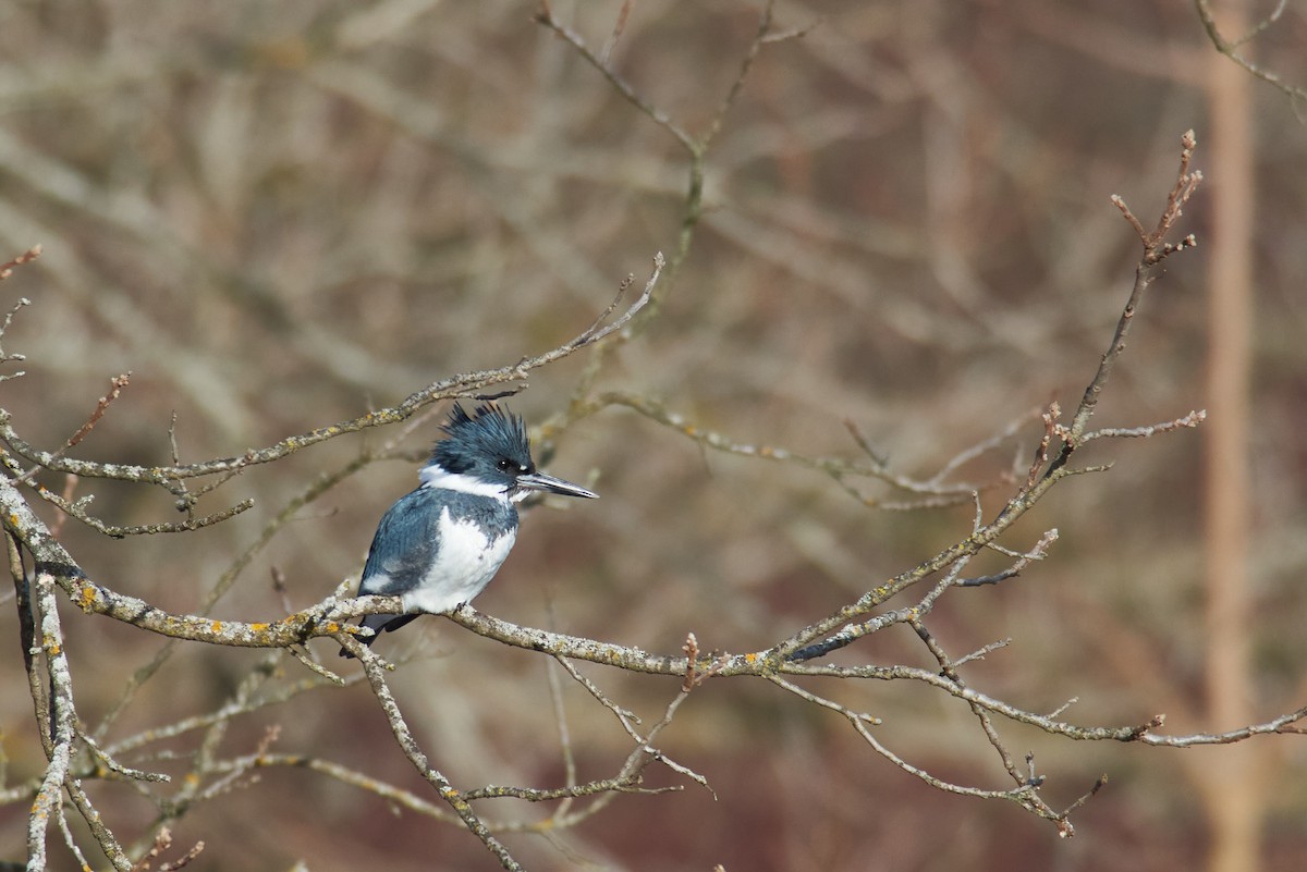 שלדג אמריקני - ML647523177