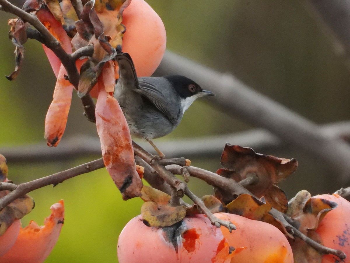 Sardinian Warbler - ML647523207
