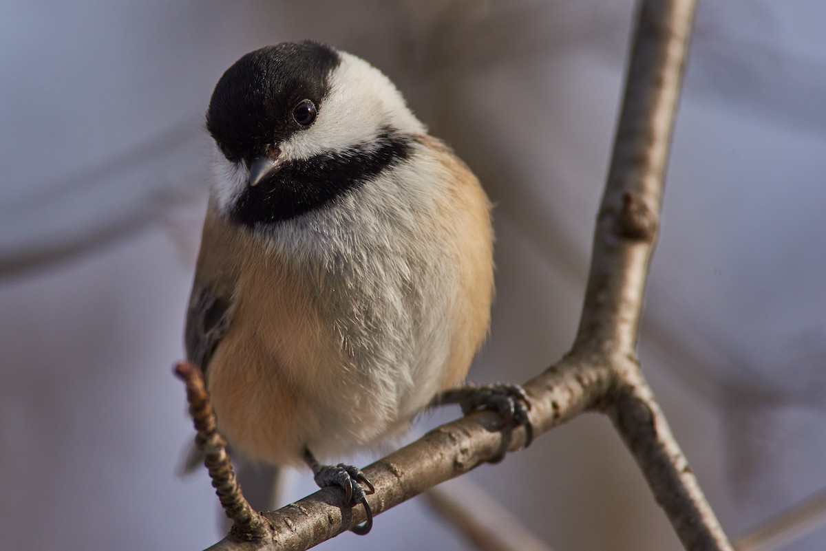 Гаїчка світлокрила - ML647523227