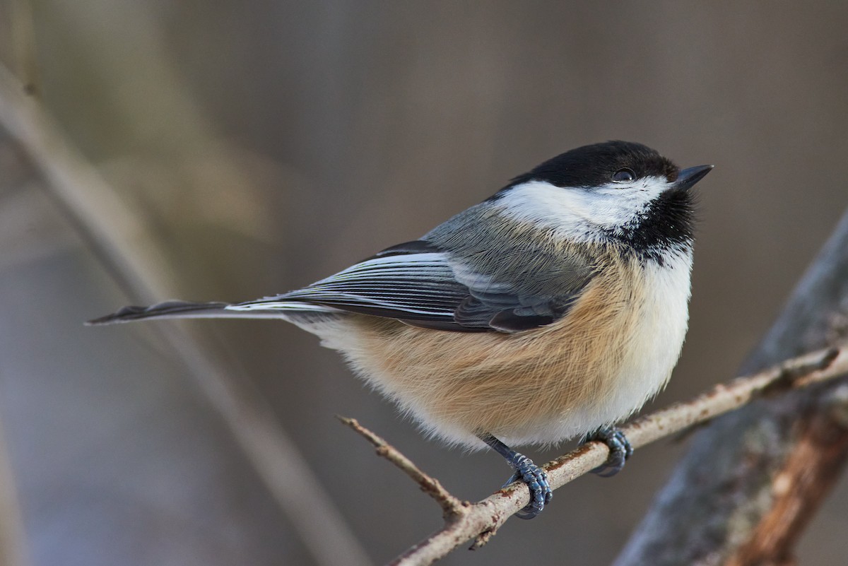 Гаїчка світлокрила - ML647523228
