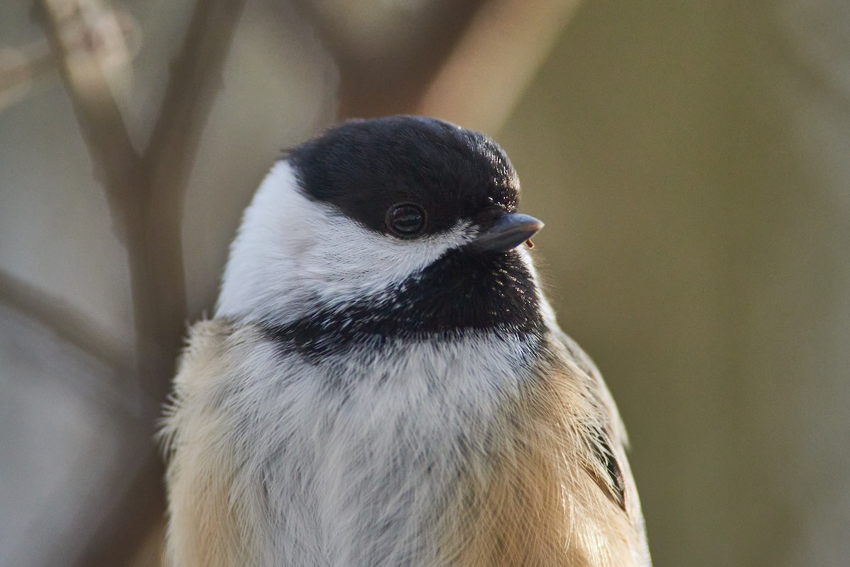Гаїчка світлокрила - ML647523229