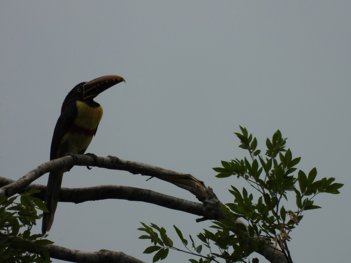 arassari hnědouchý - ML647523232