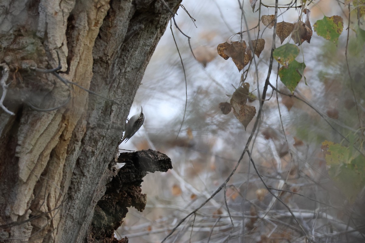 Brown Creeper - ML647523267