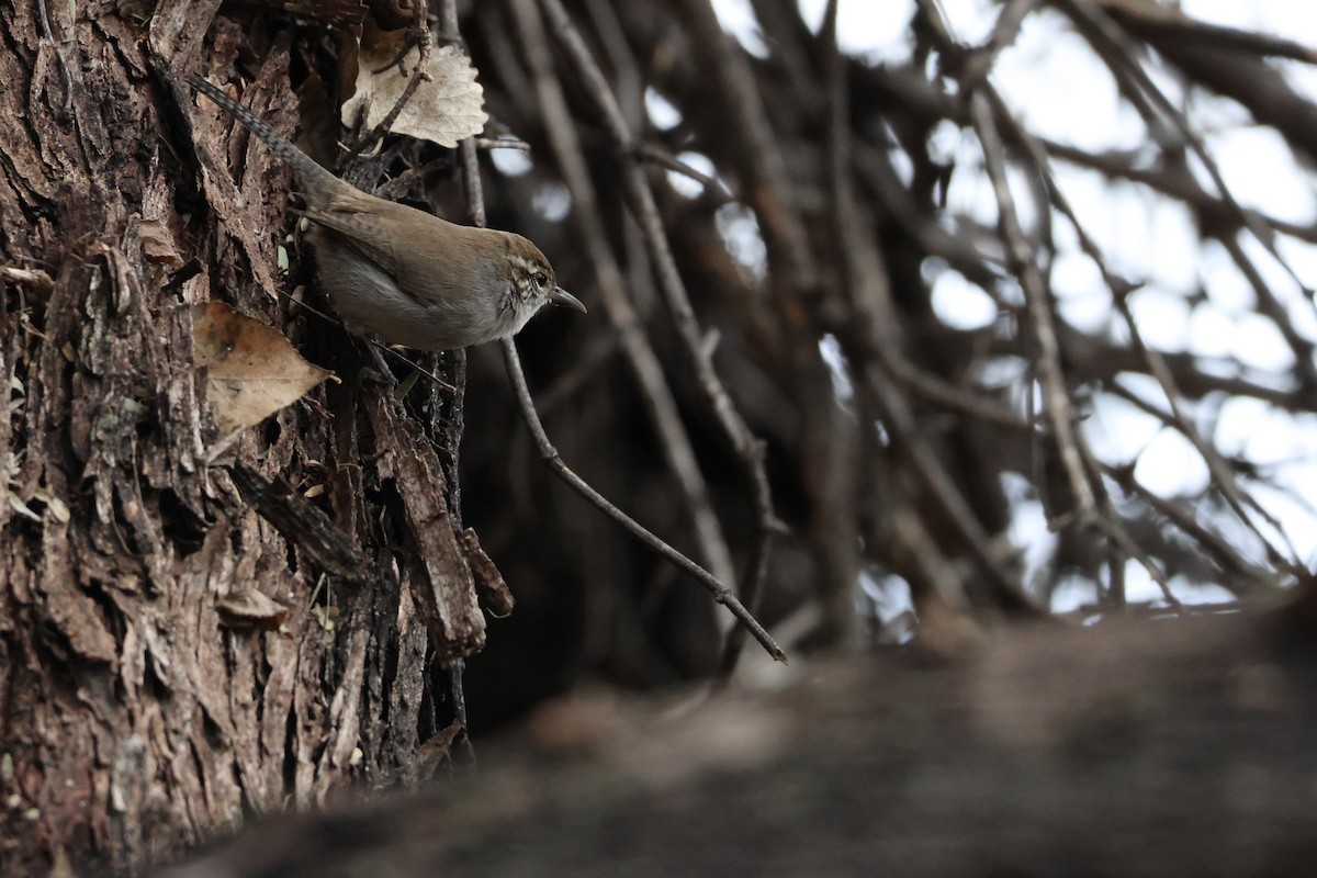 Buschzaunkönig - ML647523271