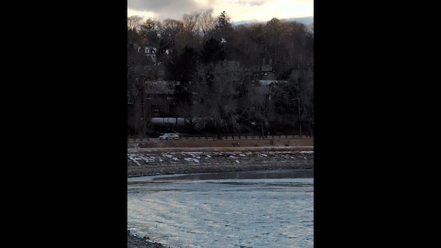 Delawareko kaioa - ML647523283