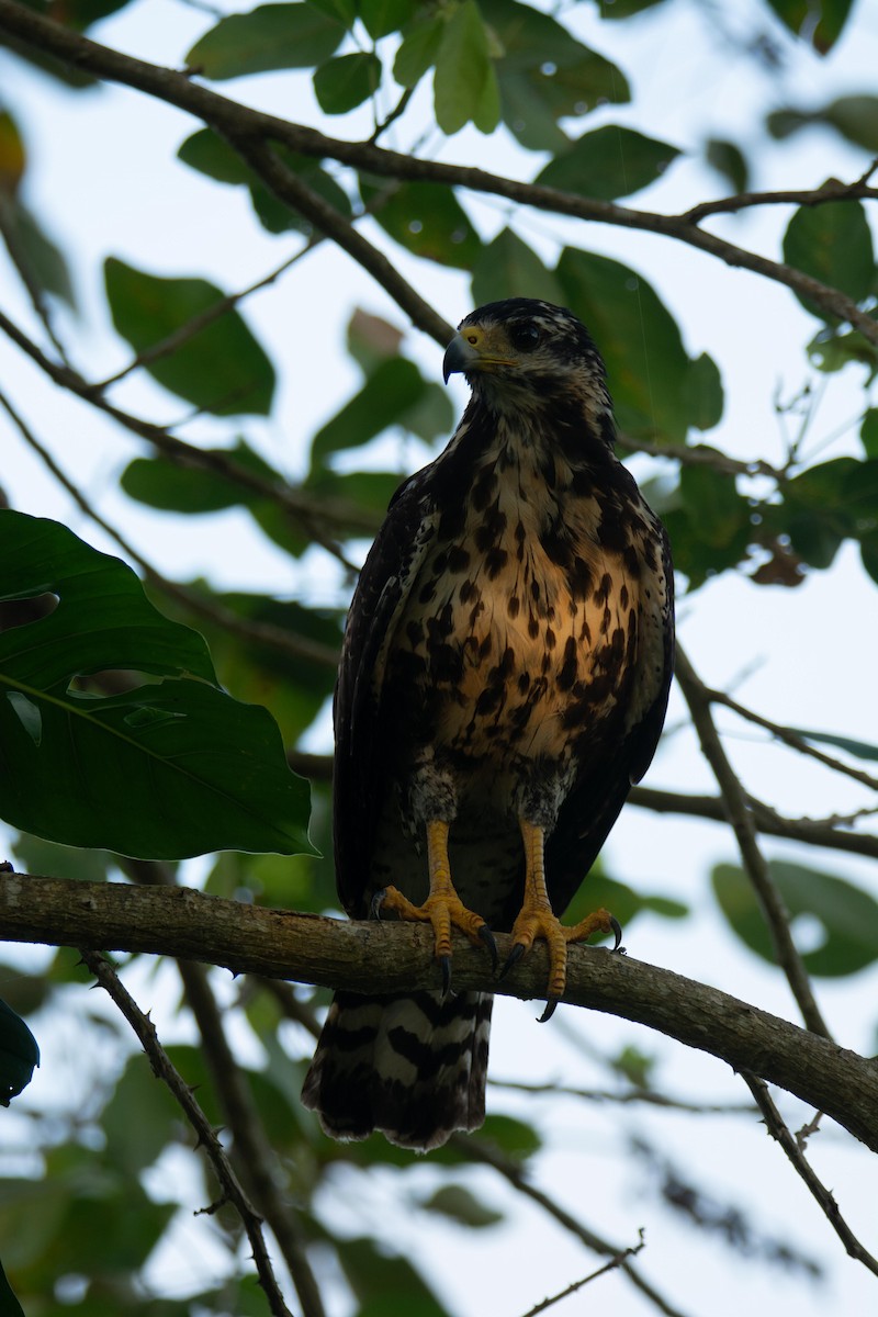 Roadside Hawk - ML647523294
