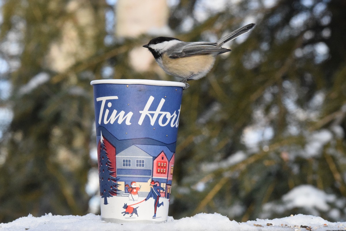 Гаїчка світлокрила - ML647523335