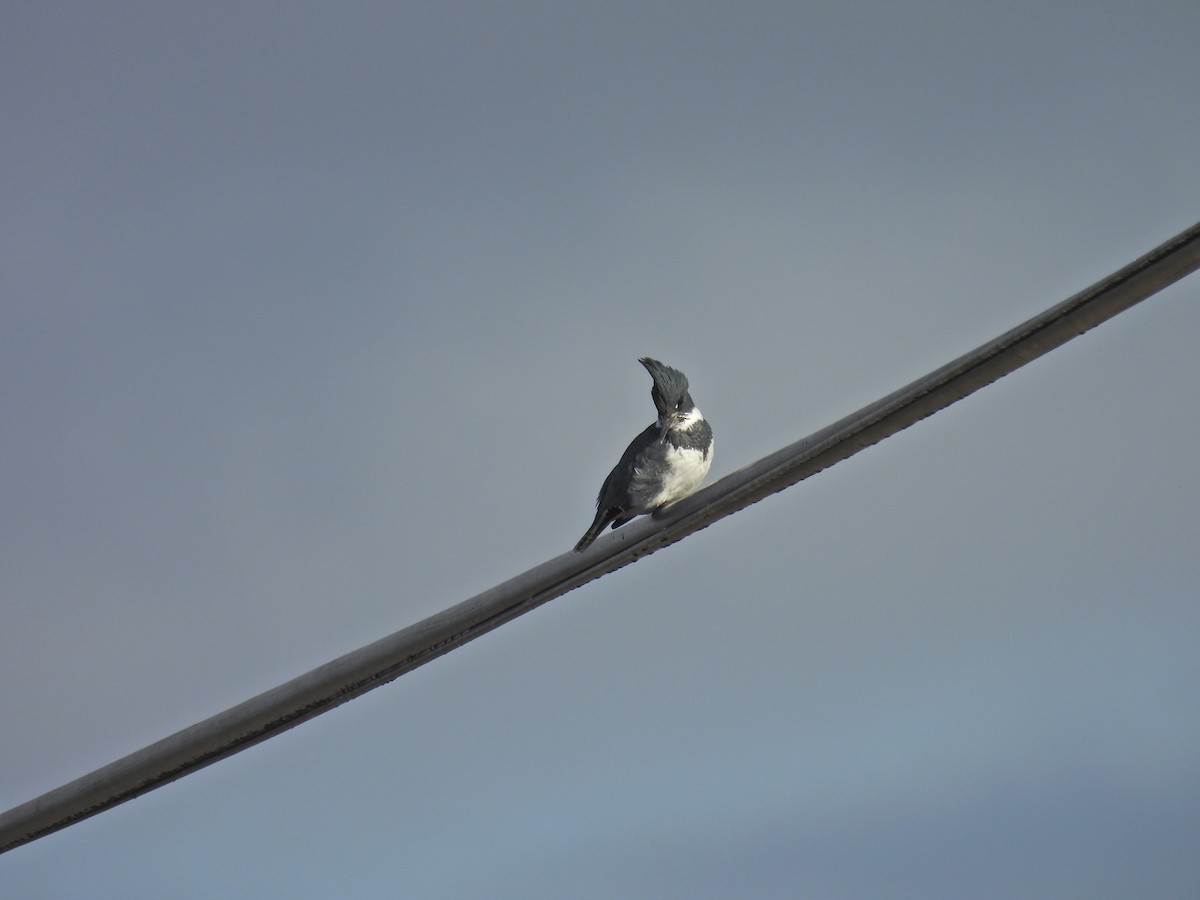 שלדג אמריקני - ML647523391