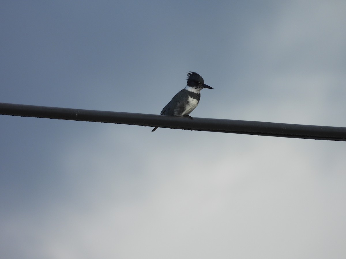 שלדג אמריקני - ML647523393