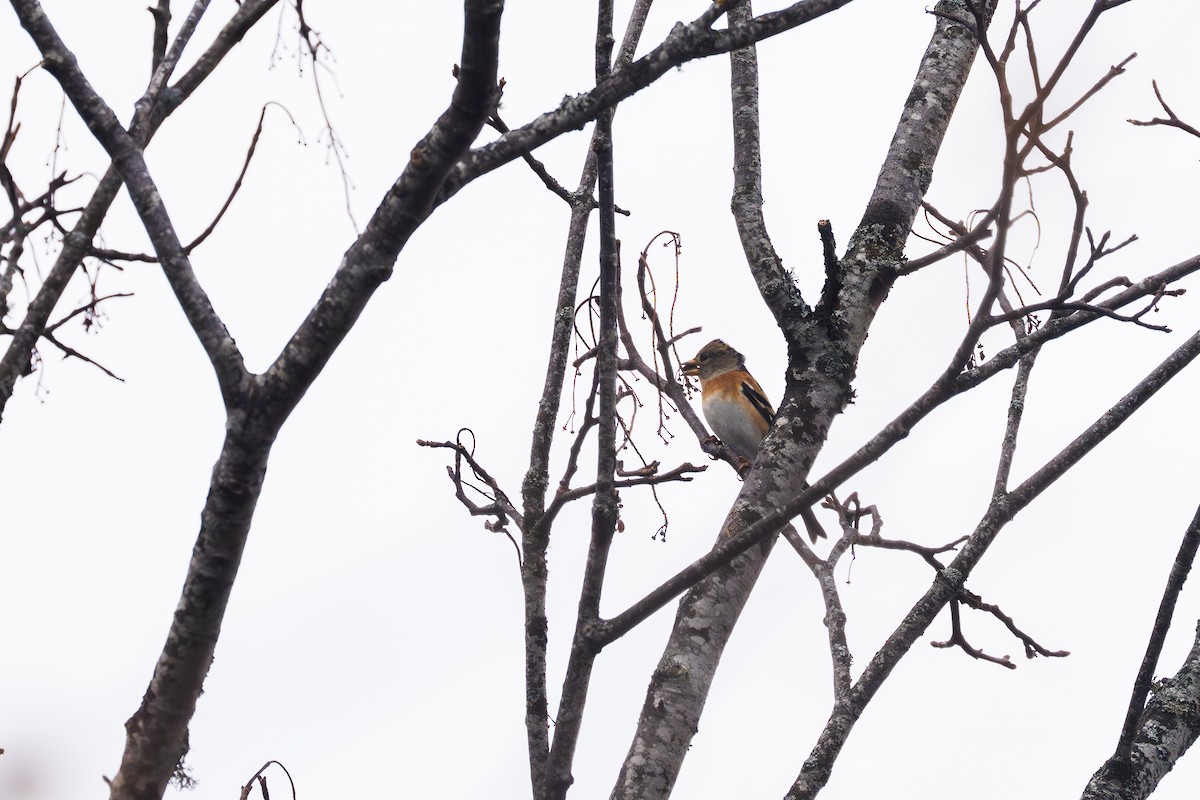 Brambling - ML647523397