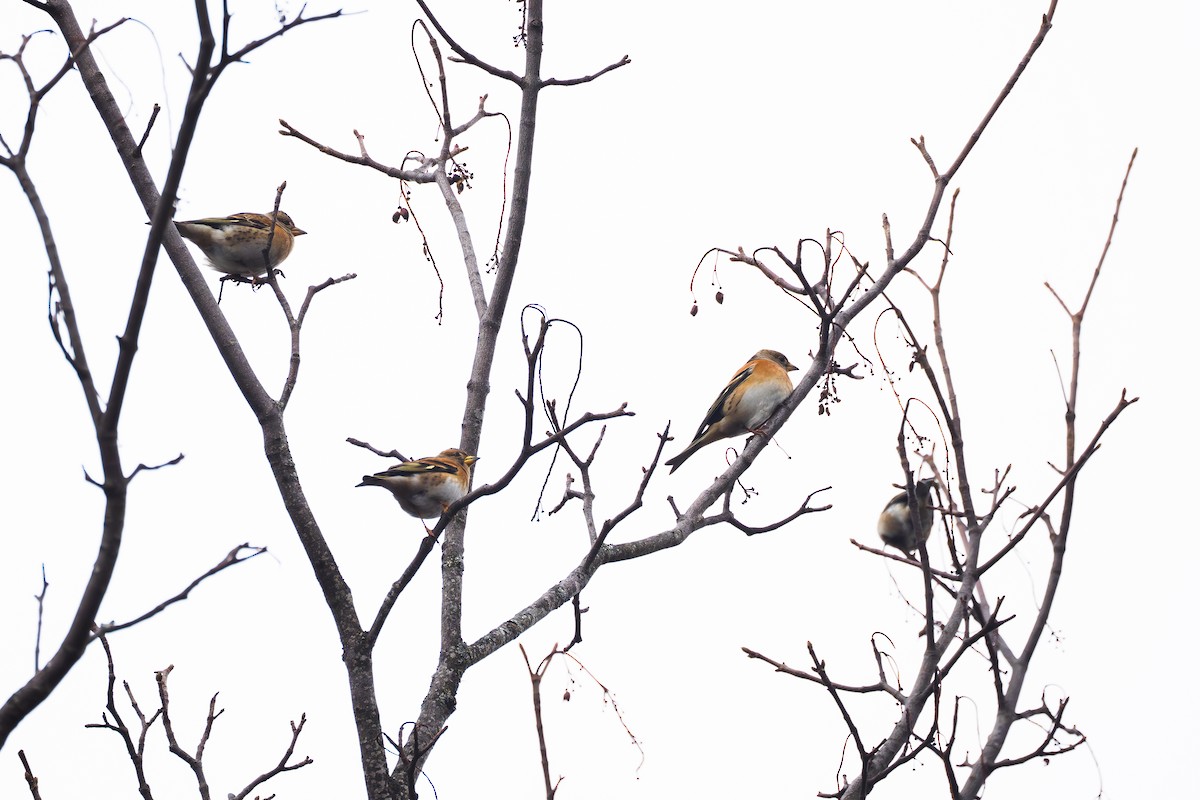 Brambling - ML647523398