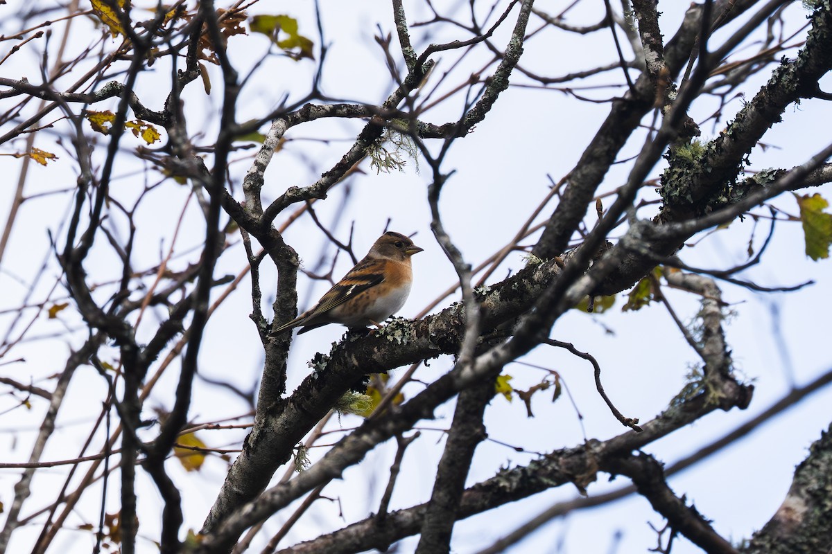 Brambling - ML647523399