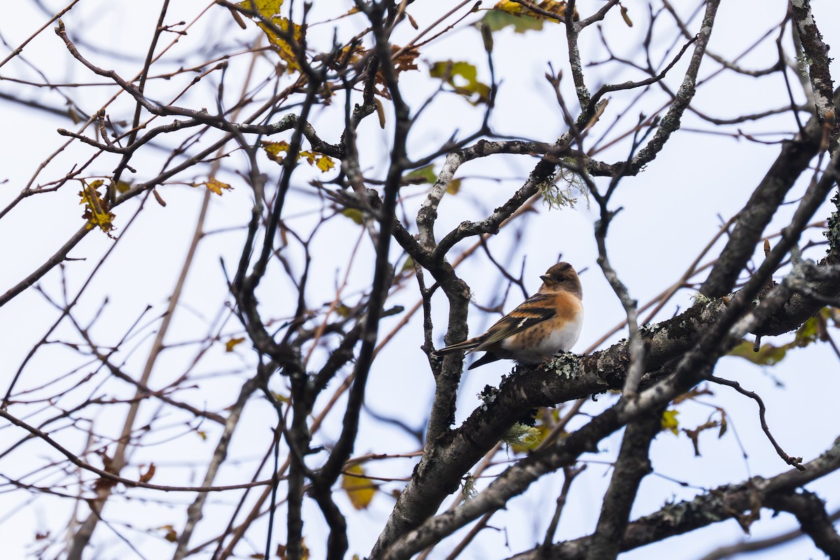 Brambling - ML647523400