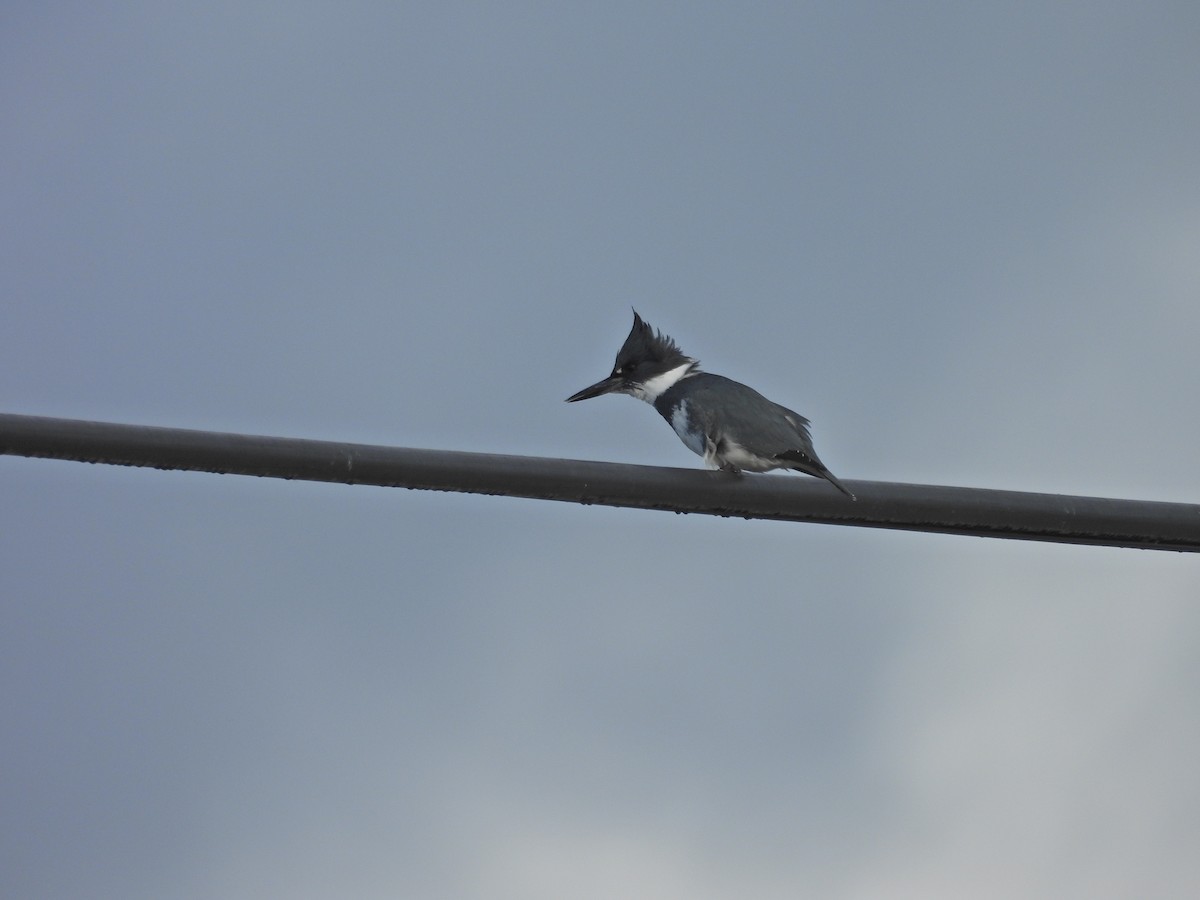 שלדג אמריקני - ML647523403