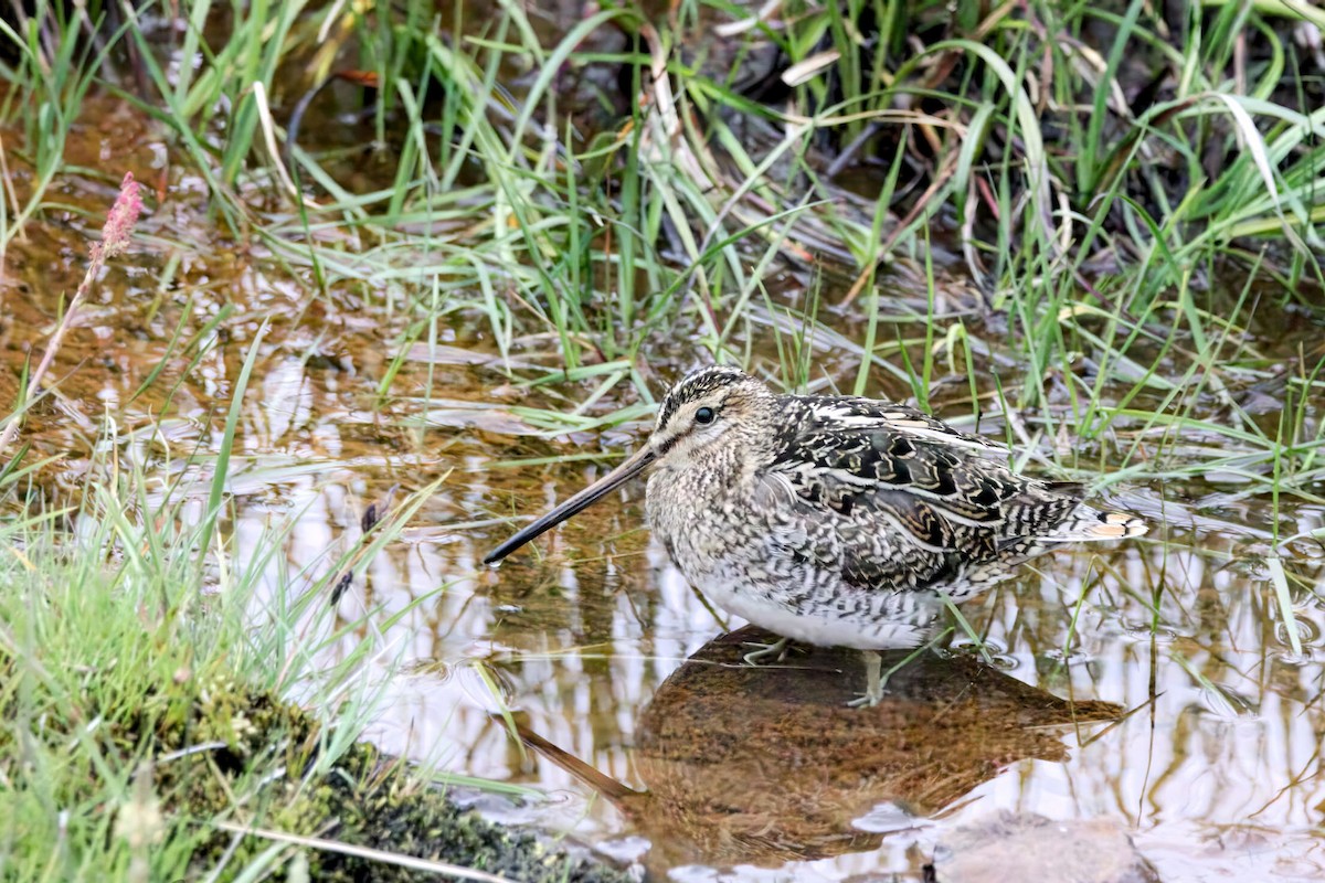 חרטומית ביצות - ML647523423