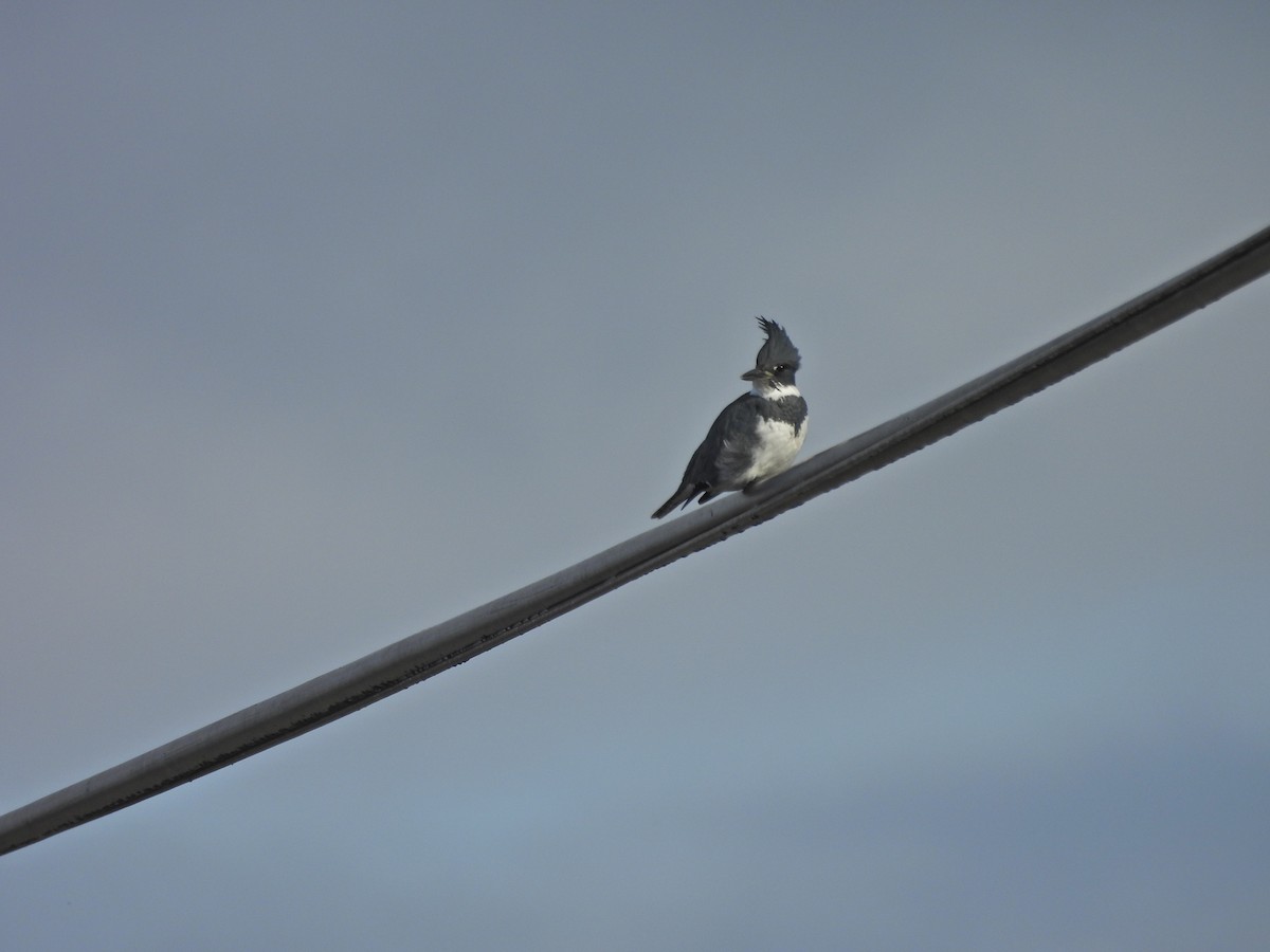 שלדג אמריקני - ML647523424
